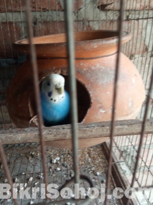 Budgerigar